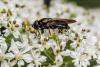 Cheilosia sp.